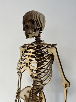 Human skeleton (Cool Human Skeleton) as a 3D model - close up Torso